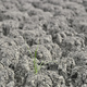 Resilient green grass growing from arid ground - PhotoDune Item for Sale