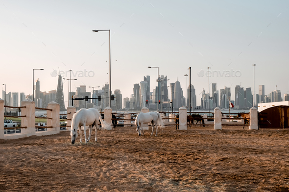 White arabic horses walking inside the corral with Doha skyline on a background