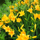 Beautiful yellow flowers of day-lily - PhotoDune Item for Sale