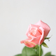 Beautiful pink rose on a gray background - PhotoDune Item for Sale