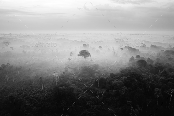 Amazing Amazon and jungle. Black and white photo.