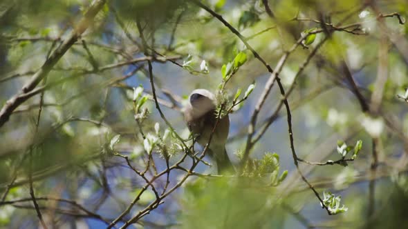 Wild Bird in the Summer Green Forest. Little Beautiful Singing Creature. Branches and Leaves of