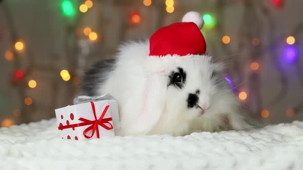 A small black and white rabbit in a New Year's cap is moving a gift. New Year's decorations.