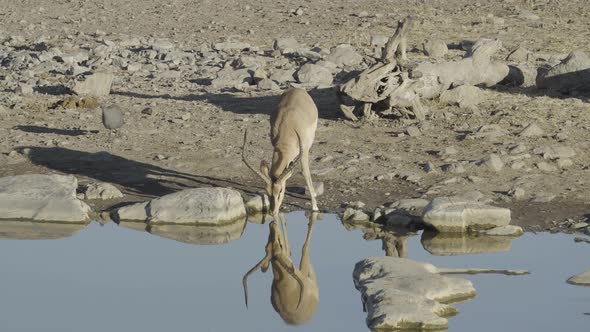 Impala and Reflection