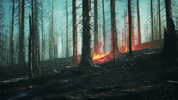 Rain Forest Fire Disaster is Burning Caused By Humans alt