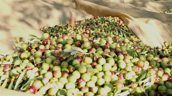 Many Olive Fruits On The Ground At Plantation
