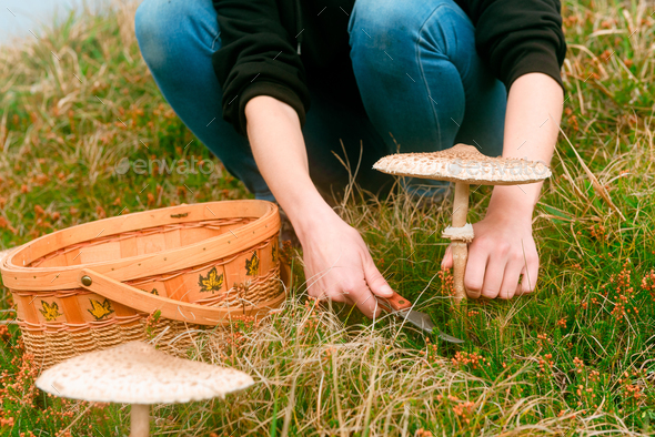unrecognizable person collects mushrooms