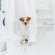 Indoor shot of jack russell terrier in laundry room, white fresh washed laundry on clothes dryers - PhotoDune Item for Sale