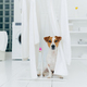 Jack russell terrier dog poses between white towels hanging on clothes dryer in washing room - PhotoDune Item for Sale