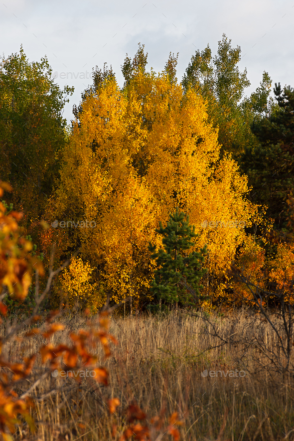 Autumn mixed vertical forest.