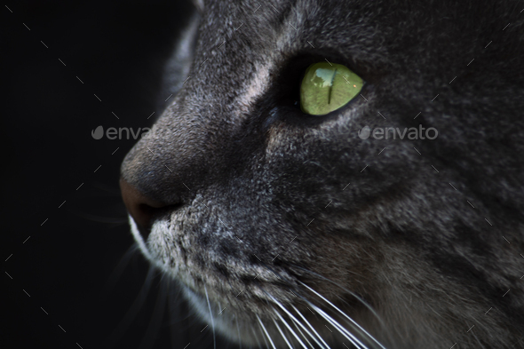 Cat large head portrait. The view from the side is isolate on a black background. Green eyes