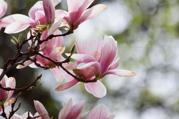 Branches of Magnolia Stock Photo by couragesings | PhotoDune