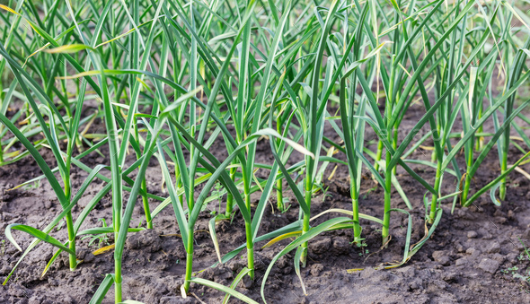 Multiple stalks of garlic growing in soil on farm - Stock Photo - Images