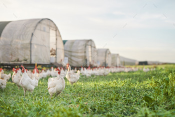 A place for poultry to call home. Shot of chickens and a henhouse on a farm.