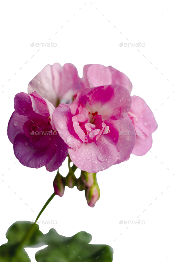Pink flower of geranium, pelargonium on white background Stock Photo by