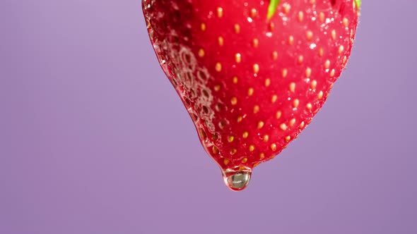 Red Strawberry Isolated on Purple Background Juicy Ripe Berry Closeup Sweet Fresh Fruits alt