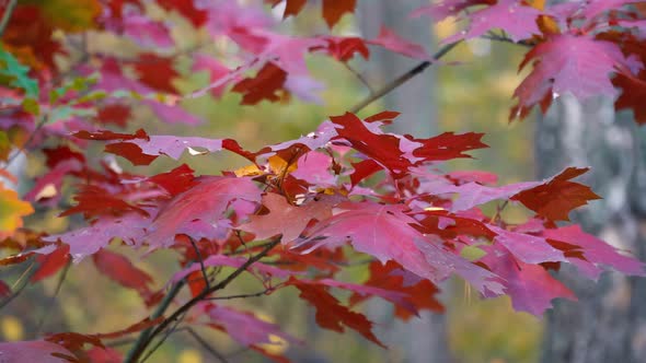 Autumn Branch of Oak Tree alt