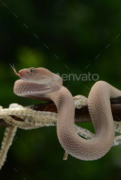 Deadly snake, Trimeresurus purpureomaculatus, Mangrove viperi is waiting for his prey