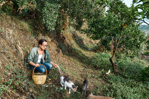 Woman with a basket full of ripe persimmons near olive tree in her garden plays with her cats.