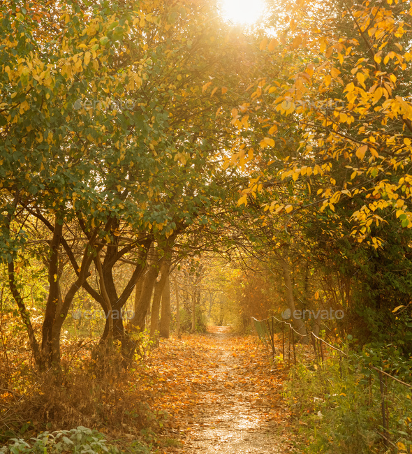 a way between autumn trees with golden leaves, opposite the sun illuminates the tunnel