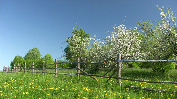 Apple Blossom Spring Time 