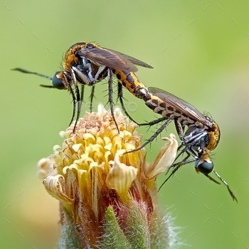 Matting insect