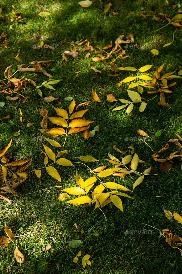 Fall foliage on green grass . First autumn falling leaves. Stock Photo by zhennyzhenny