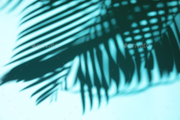 Top view of high contrast tropical palm leave shadow on mint background