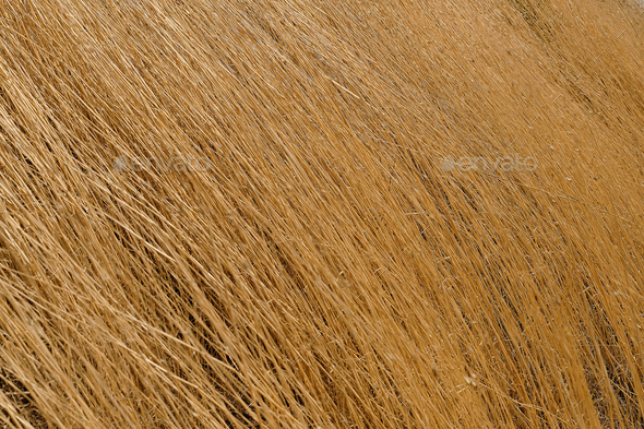 Dry grass background, horizontal frame idea for splash screen or background for products