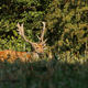 A European fallow deer bull (Dama dama) amongst tall grass - PhotoDune Item for Sale
