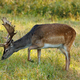 European fallow deer (Dama dama) on the meadow - PhotoDune Item for Sale