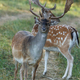 Two European fallow deers (Dama dama) on the meadow - PhotoDune Item for Sale