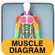 Interactive Human Body Muscle Diagram - Male and Female diagrams