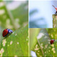 Ladybug 1 (3 VIideos) - VideoHive Item for Sale
