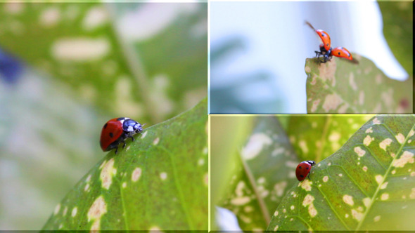Ladybug 1 (3 VIideos)