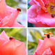 Ladybug In The Rose 2 (4 Videos) - VideoHive Item for Sale