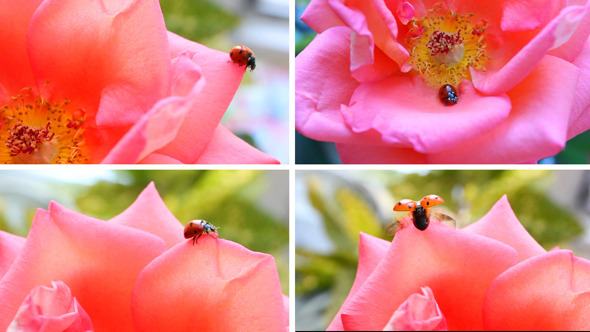 Ladybug In The Rose 2 (4 Videos)