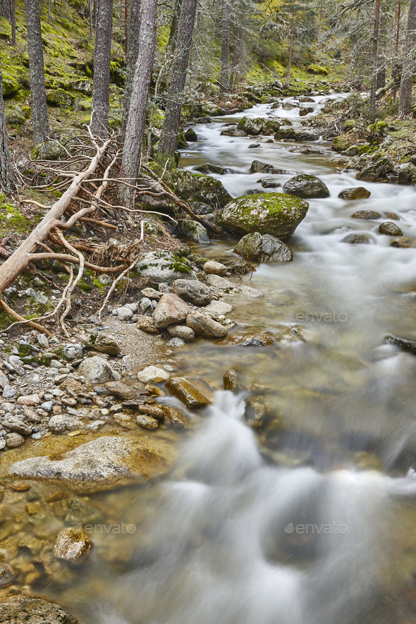 Forest and creek with silk effect. Lozoya river in Madrid. - Stock Photo - Images