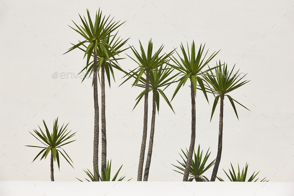 Dracaena reflexa plants in front of a white wall. Decorative - Stock Photo - Images