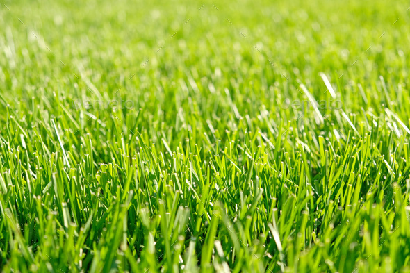 Close up green grass, natural greenery background texture of lawn ...