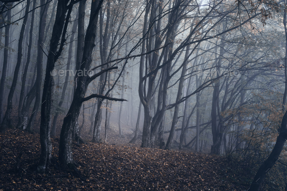 dark mysterious woods landscape Stock Photo by andreiuc88 | PhotoDune