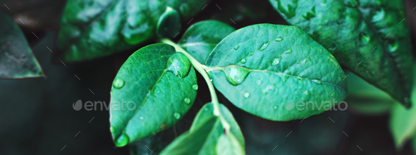wet green blueberry bushes with drop of water close up. natural leaves background. banner