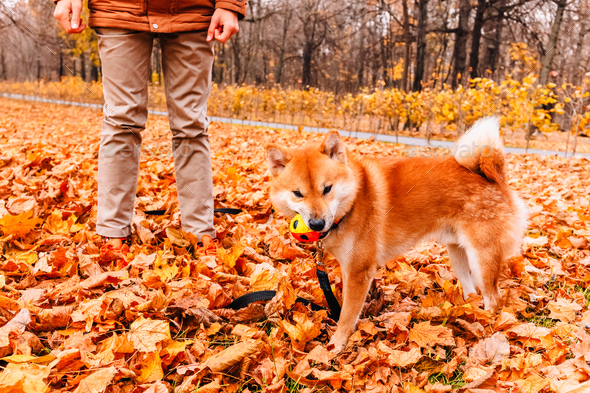 Owner training dog in park teaches new tricks and commands to wait and drop it. Akita Inu