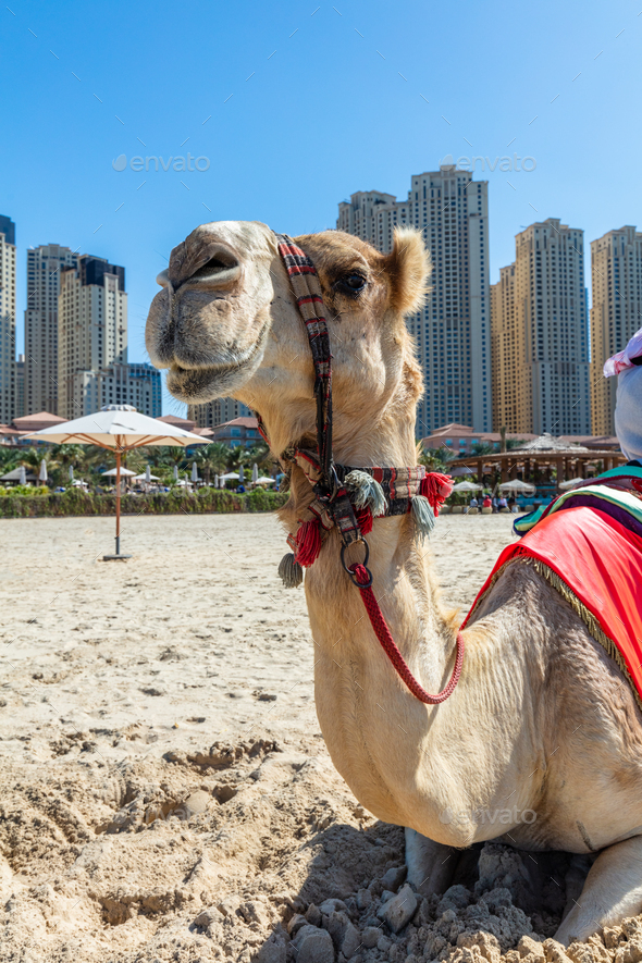 Camel on Dubai jumeirah beach with marina skyscrapers in UAE - Stock Photo - Images