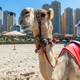 Camel on Dubai jumeirah beach with marina skyscrapers in UAE - PhotoDune Item for Sale