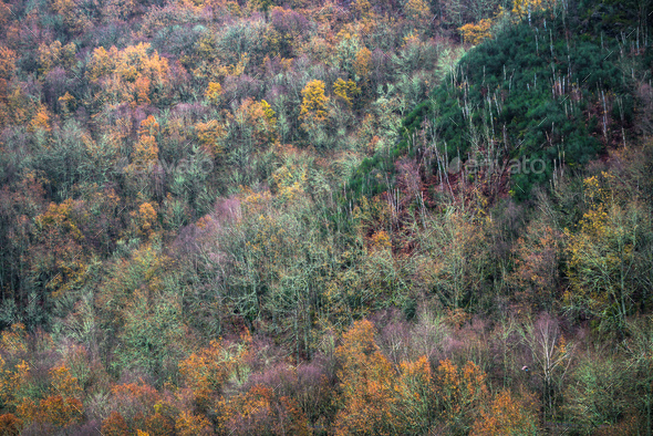 Mix of tree species in different stages of foliage between autumn and ...