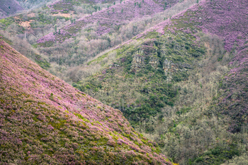 Stratified outcrops covered in colorful purple heather
