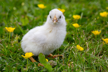 Young newborn chicken on green gras