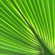 Pattern of a green palm leaf close-up - PhotoDune Item for Sale
