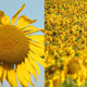 Sunflowers 26 (2-Pack) Sunflowers 26 (2-Pack) - VideoHive Item for Sale
